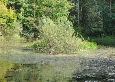 Campbridge Pond