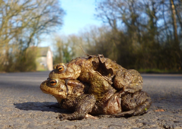 Toad Patrol